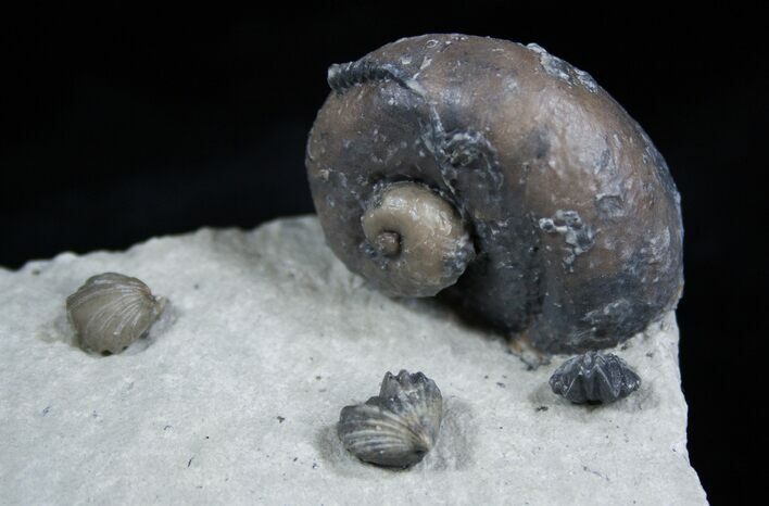 Platyostoma Gastropod Plus Brachiopods #1932